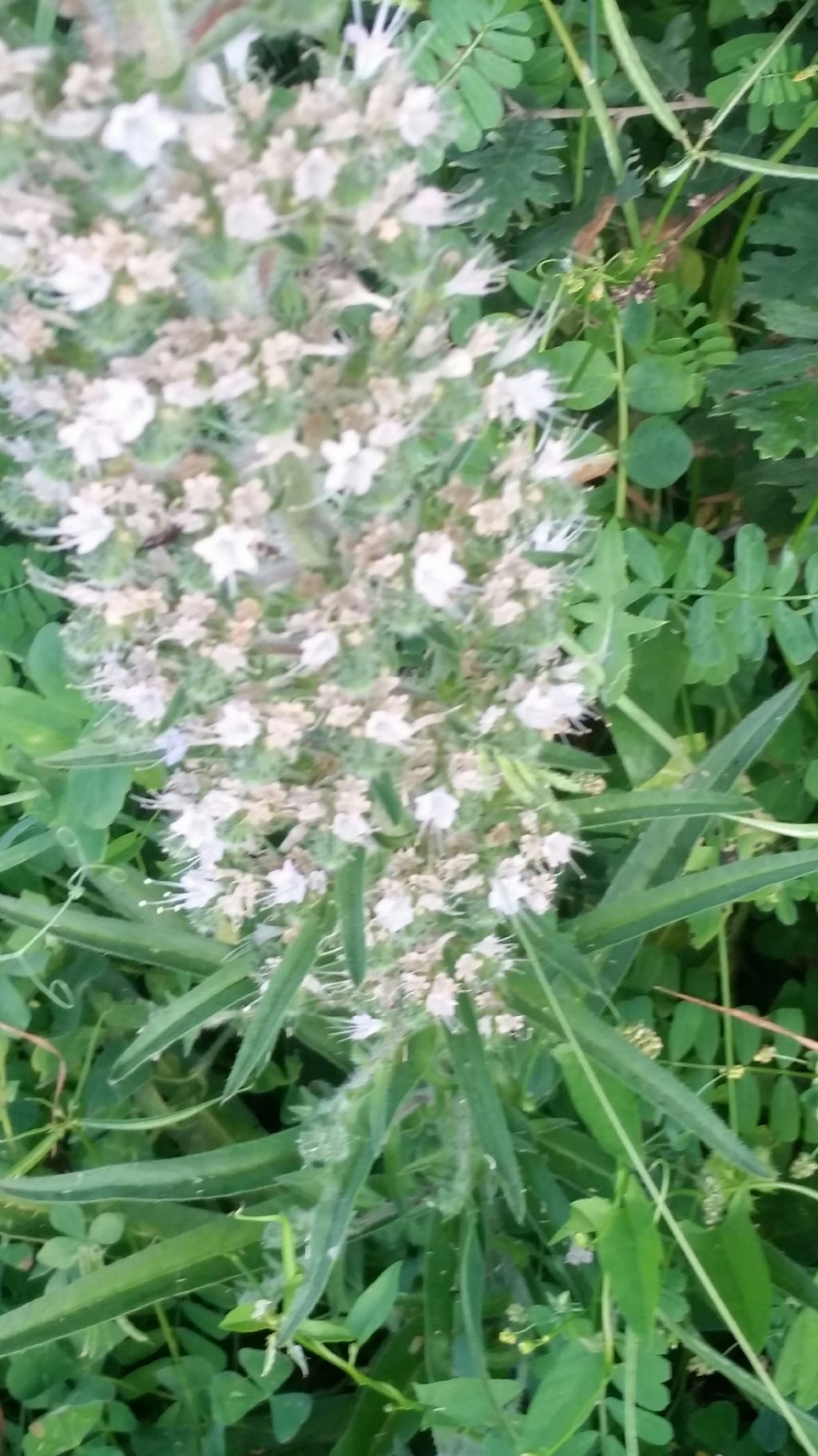Echium italicum (Boraginaceae)
